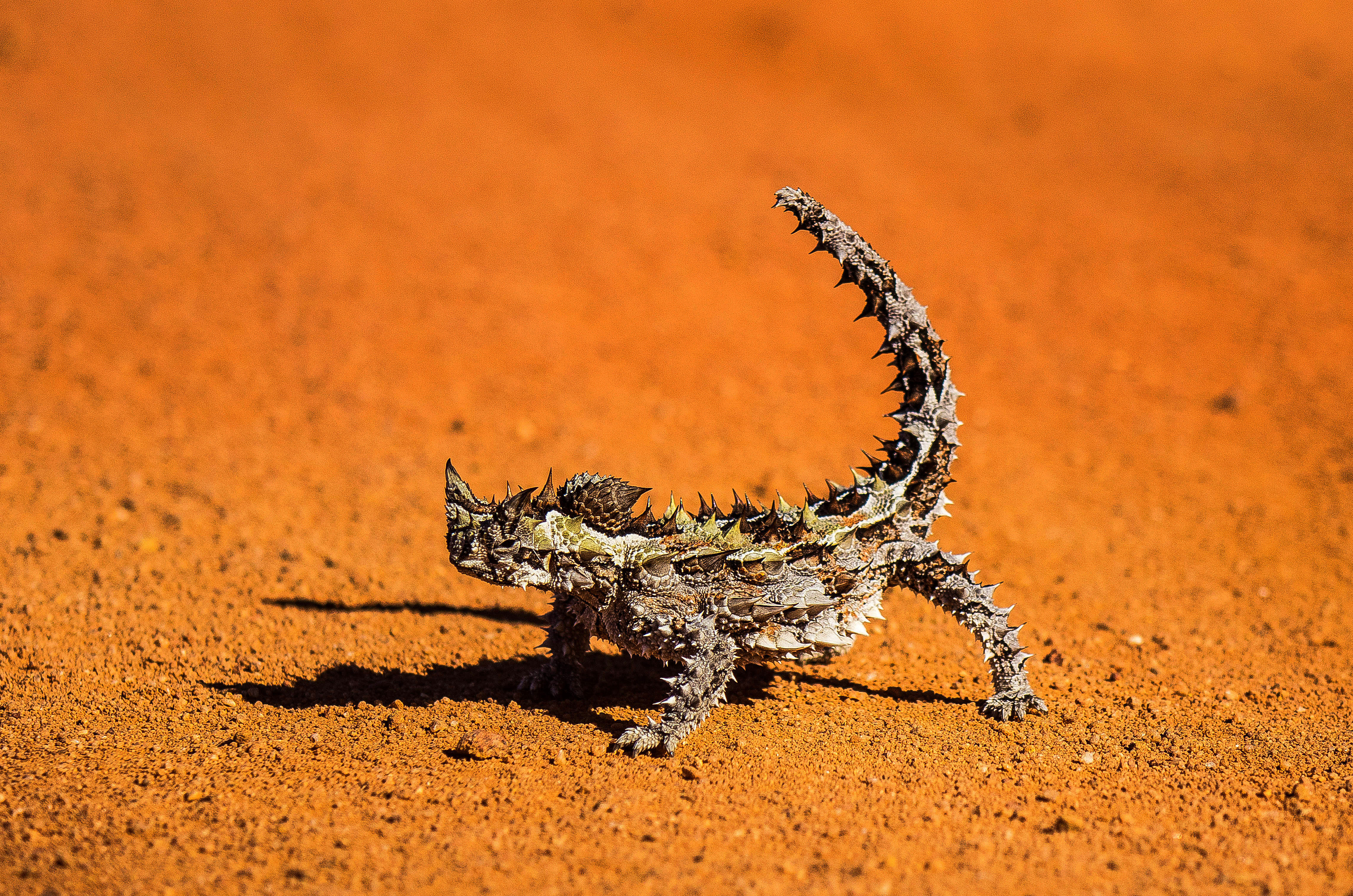 Lizard in Australia