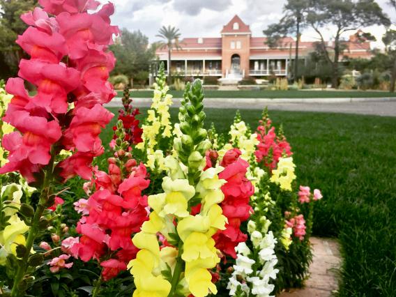 Spring flowers blooming in front of Old Main