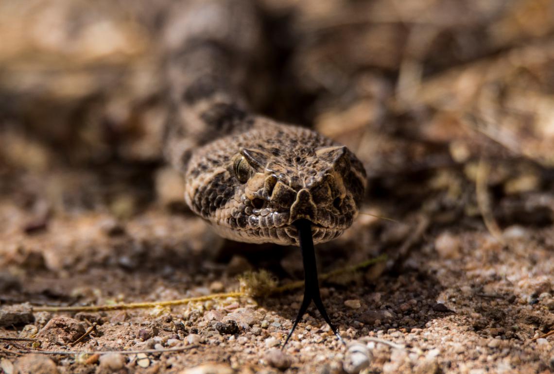 Rattlesnake in Tucson, Arizona